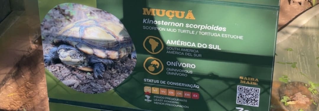 Scorpion Mud Turtle spotted by arisaman
