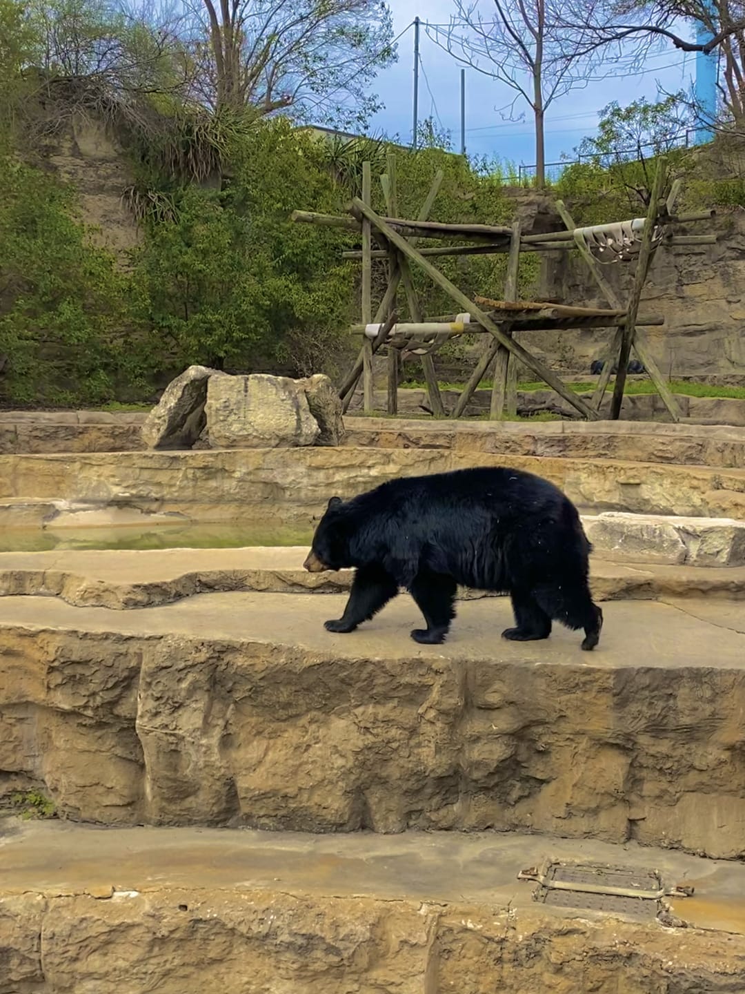 Black Bear spotted by butterflyyyflyyyyyy