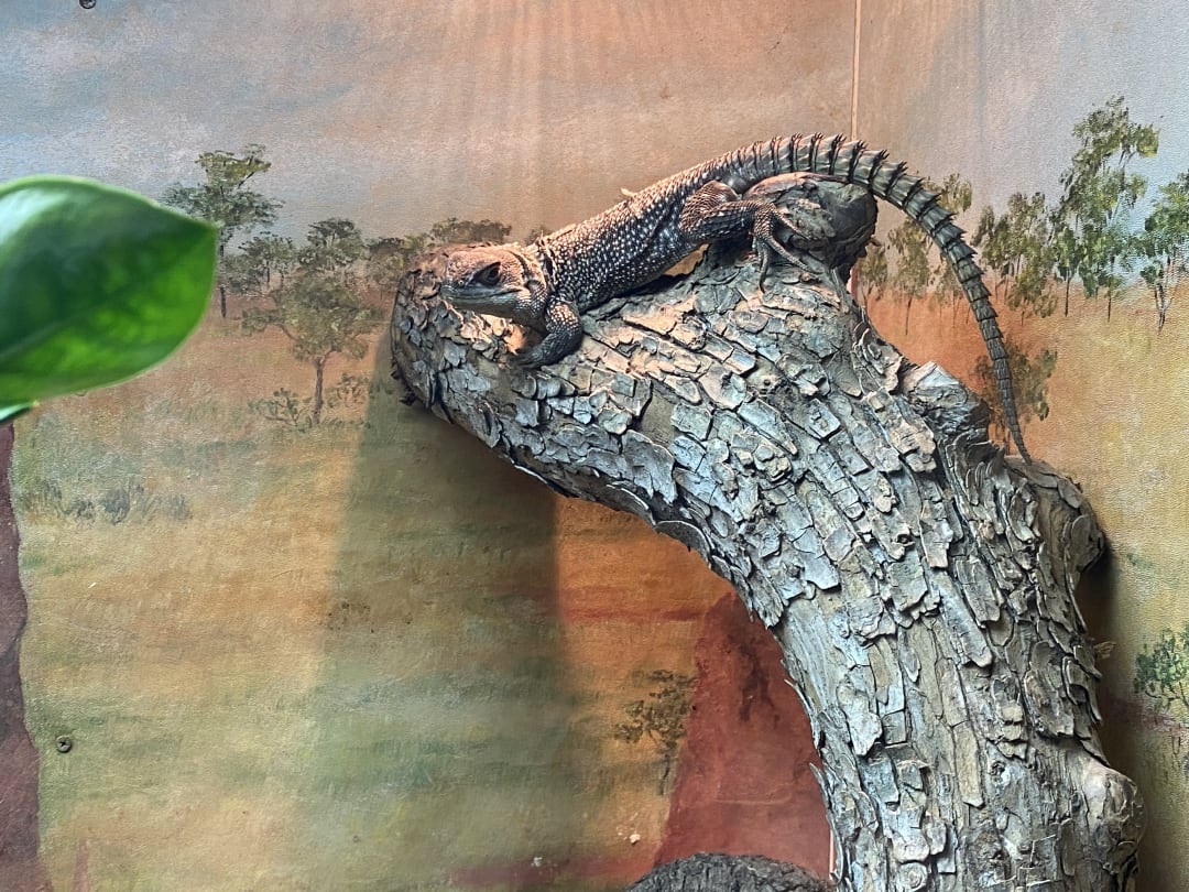 Bearded Dragon spotted by butterflyyyflyyyyyy