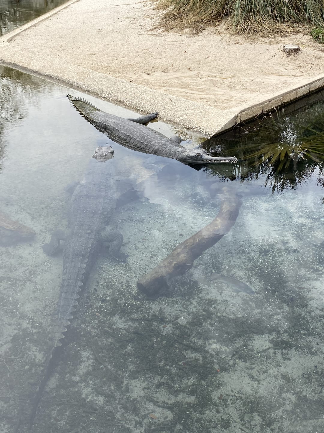 Gharial spotted by butterflyyyflyyyyyy