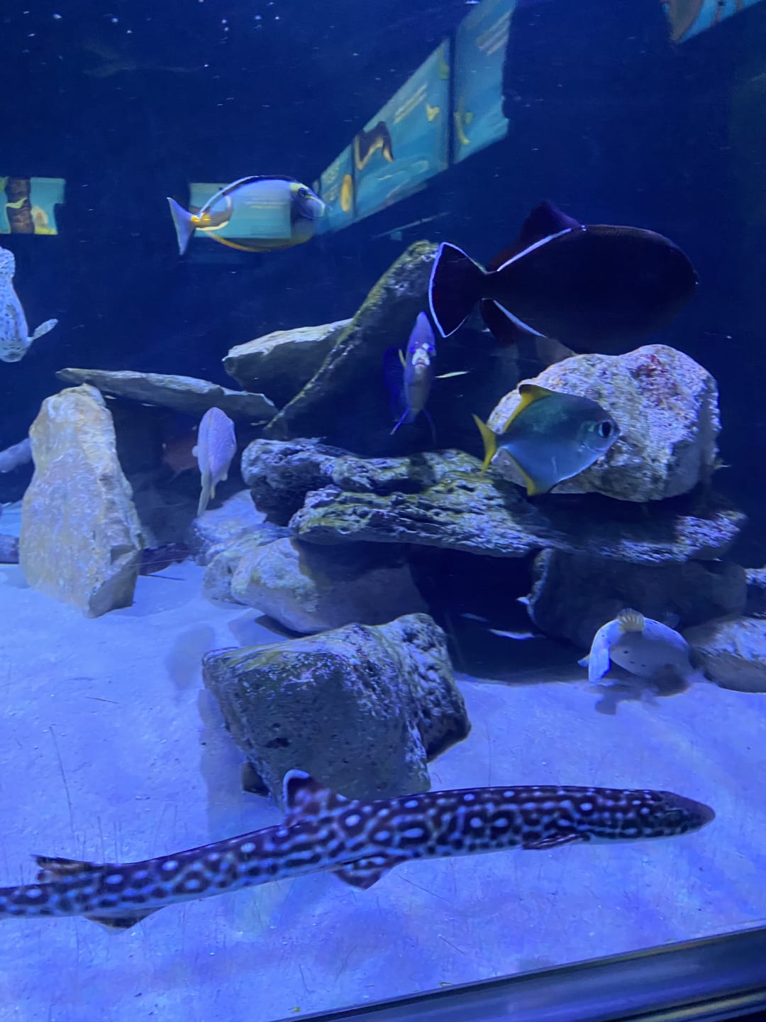 Leopard Shark spotted by butterflyyyflyyyyyy