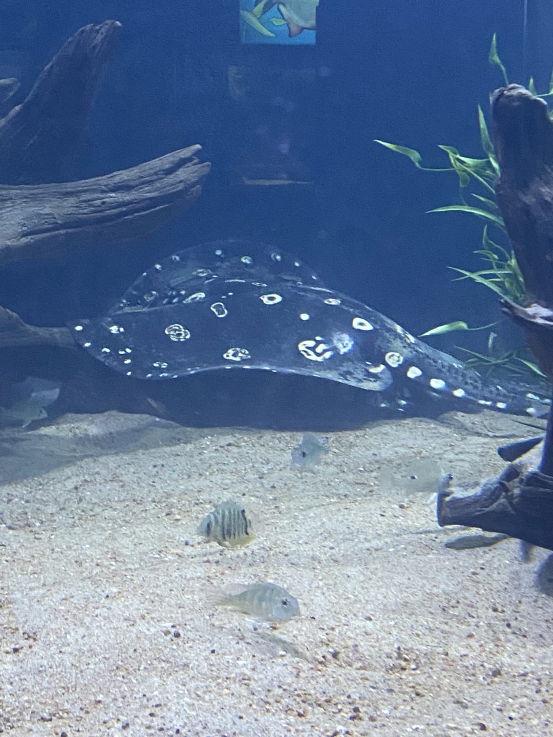 Stingray spotted by butterflyyyflyyyyyy