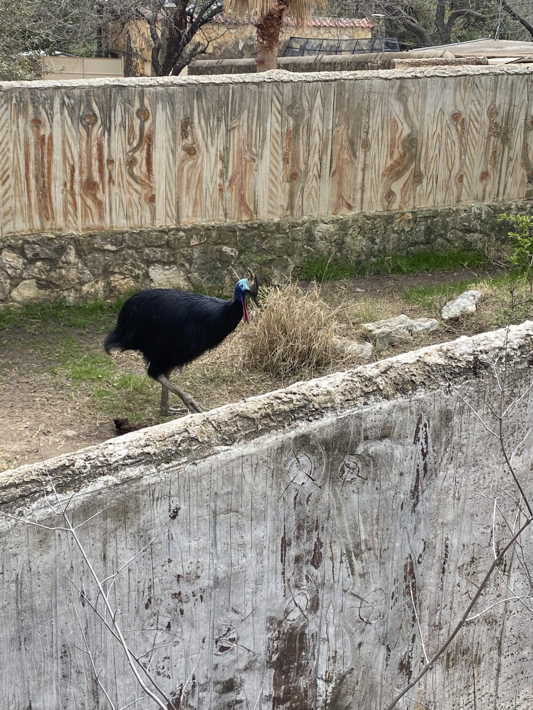 Cassowary spotted by butterflyyyflyyyyyy