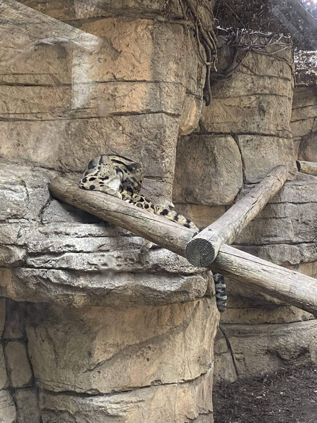 Clouded Leopard spotted by butterflyyyflyyyyyy