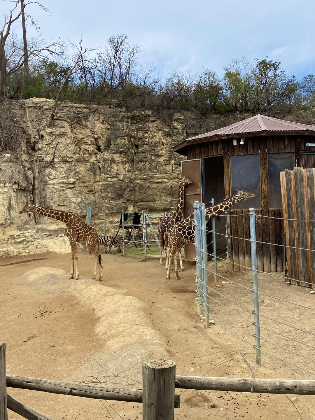 Giraffe spotted by butterflyyyflyyyyyy