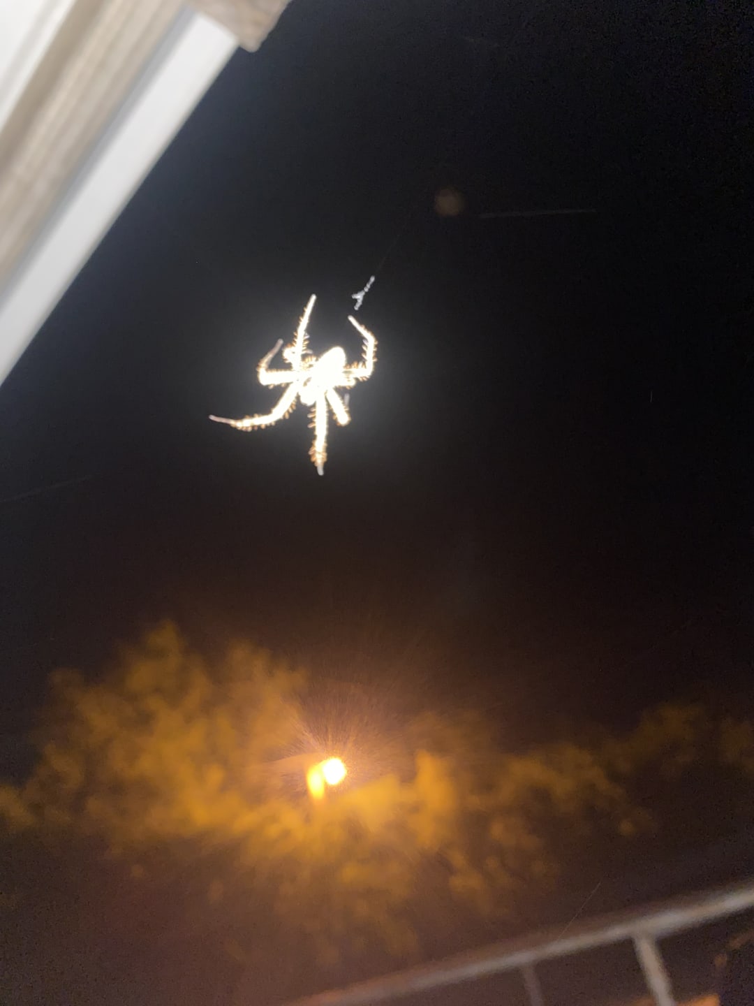 Spider spotted by butterflyyyflyyyyyy