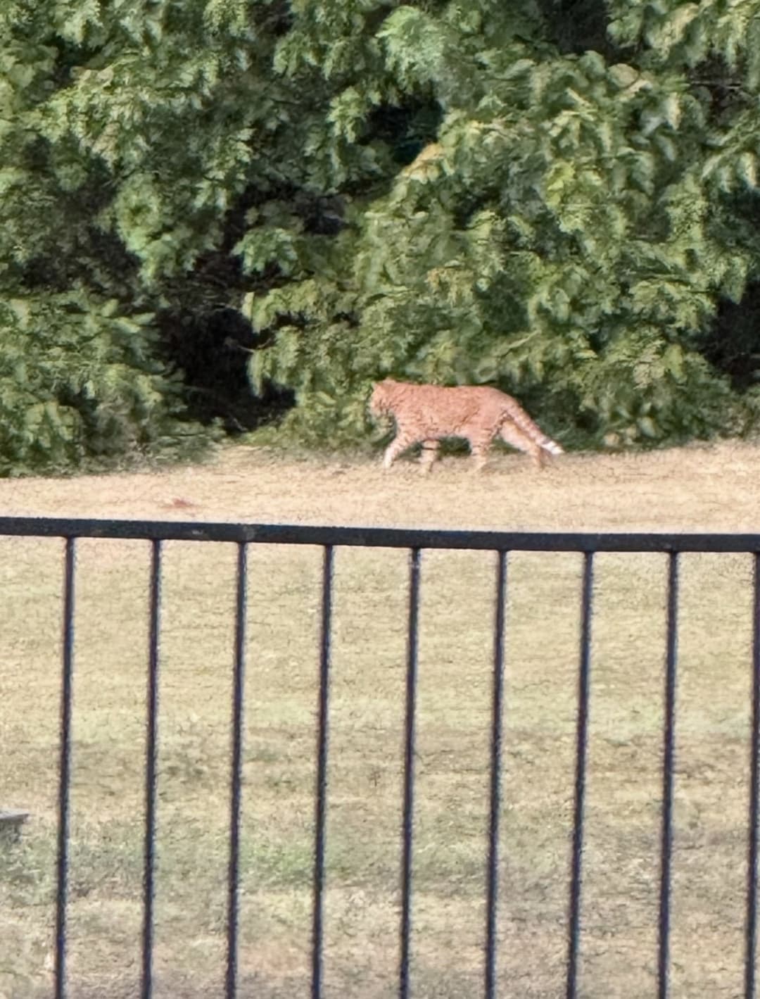 Bobcat spotted by jesskatecarroll