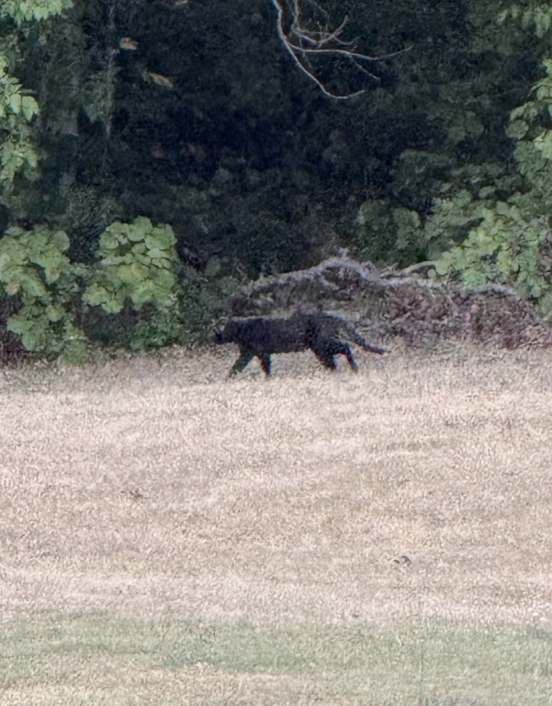 Not Sure. Domestic Cat? spotted by jesskatecarroll