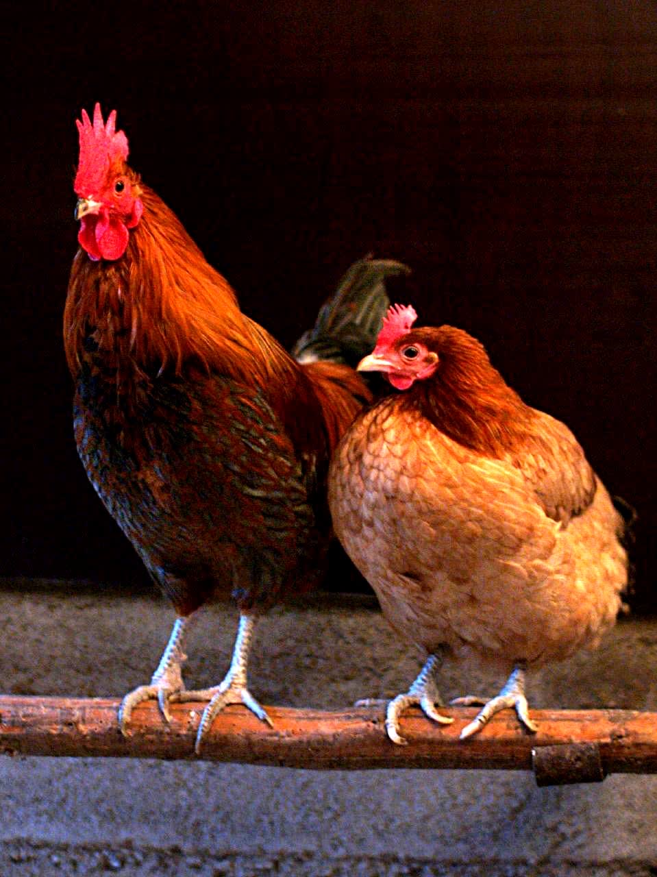 Chicken spotted by nickadmin