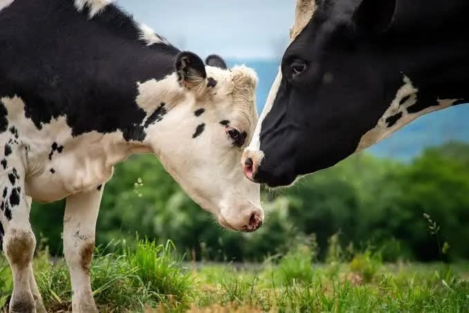 Cow spotted by nickadmin