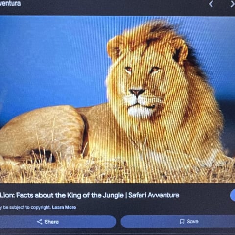 Lion spotted by zack
