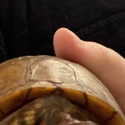 Box Turtle spotted by samuel.jones