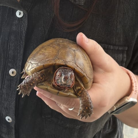 Box Turtle spotted by samuel.jones
