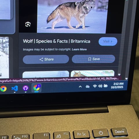 Gray Wolf spotted by samuel.jones