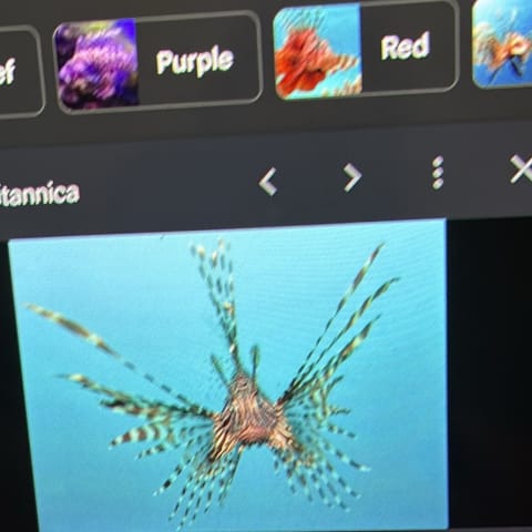 Lionfish spotted by samuel.jones