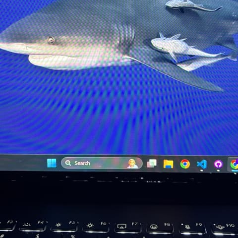 Bull Shark spotted by samuel.jones