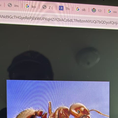 Fire Ant spotted by samuel.jones