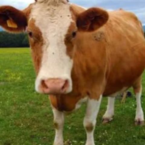 Cow sighting