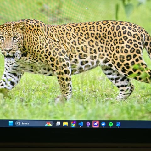 Leopard spotted by samuel.jones