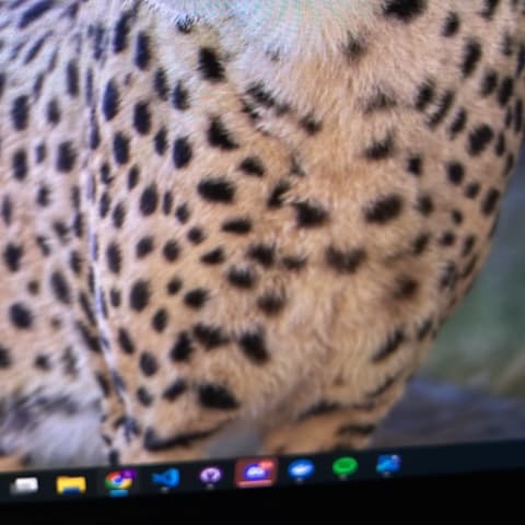Cheetah spotted by samuel.jones