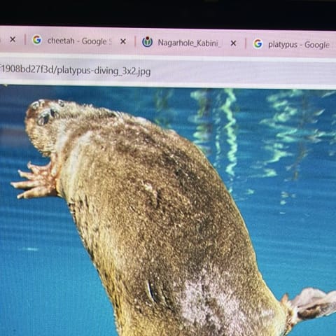 Platypus spotted by samuel.jones