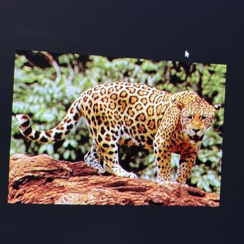 Jaguar spotted by samuel.jones