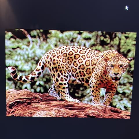 Jaguar spotted by samuel.jones