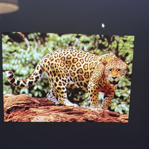 Jaguar spotted by samuel.jones
