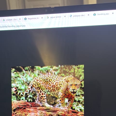 Jaguar spotted by samuel.jones