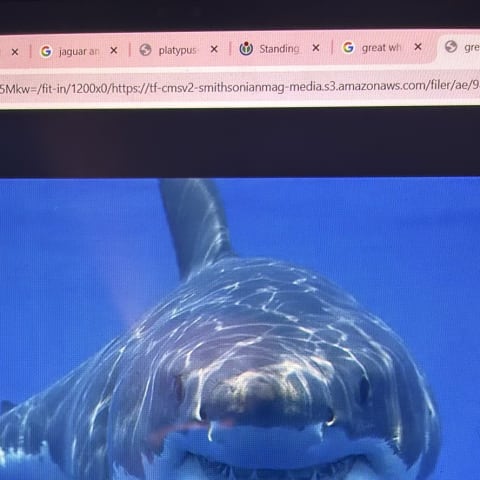 Great White Shark spotted by samuel.jones