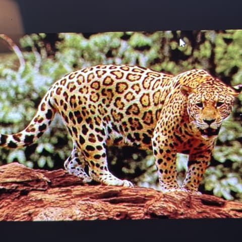 Jaguar spotted by samuel.jones