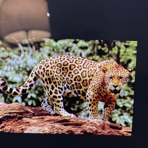 Jaguar
