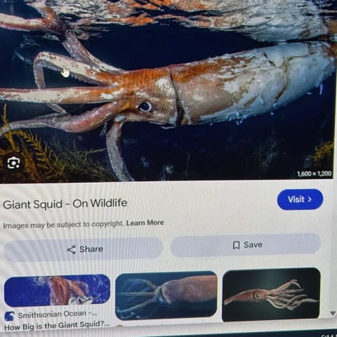 Giant Squid spotted by samuel.jones