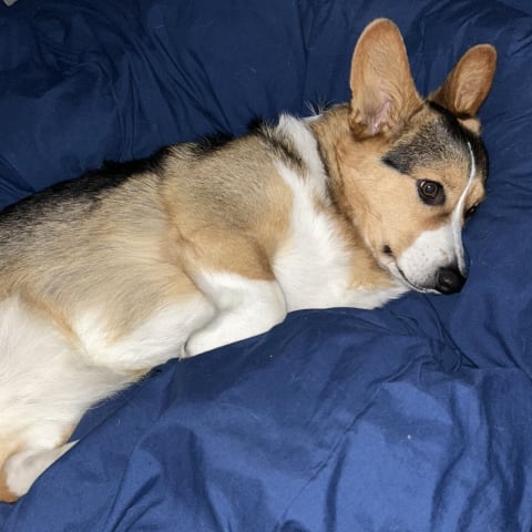 Dog spotted by daniela