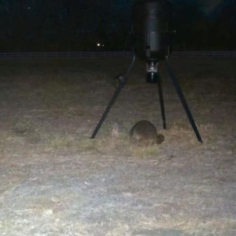 Raccoon spotted by jess c.