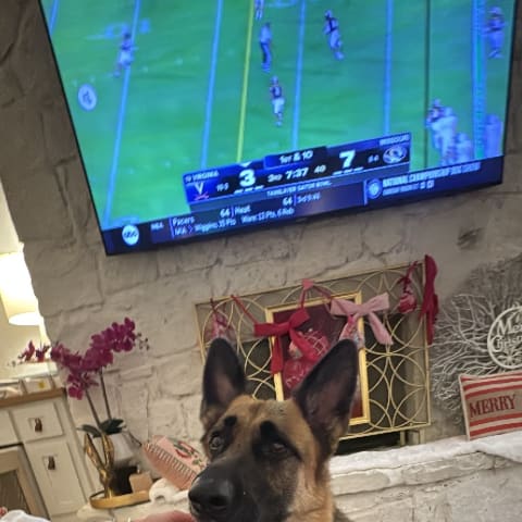 Dog spotted by jess c.