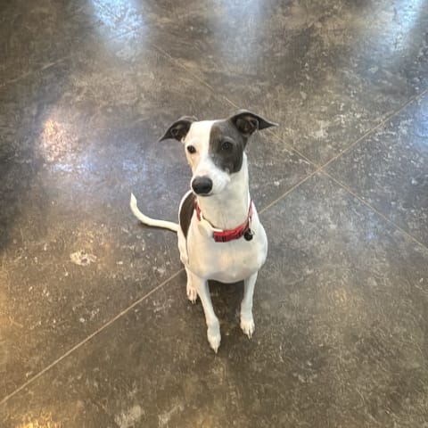 Dog spotted by jess c.