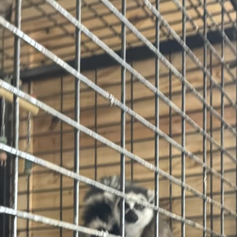 Lemur spotted by jess c.