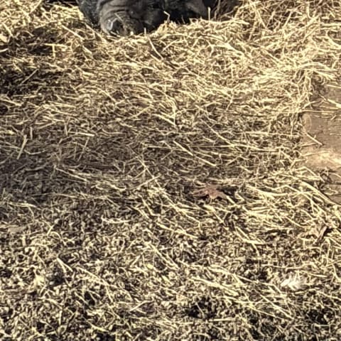 Pig spotted by emoryrosiek