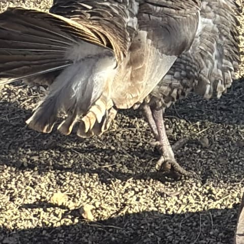 Wild Turkey spotted by emoryrosiek