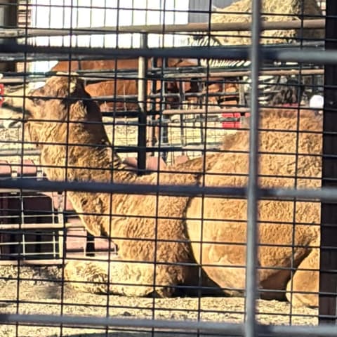 Alpaca spotted by emoryrosiek