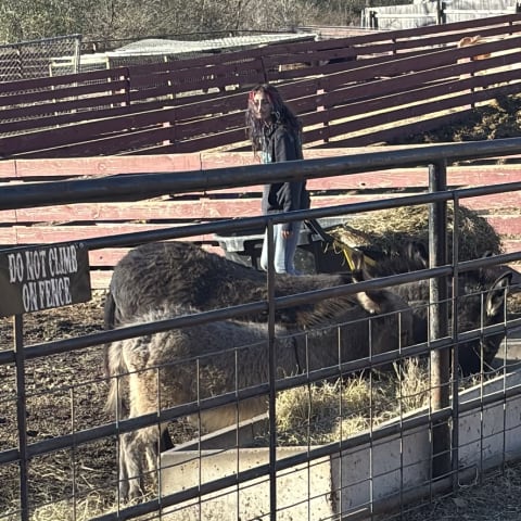 Donkey spotted by emoryrosiek