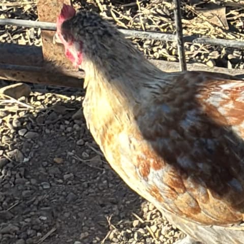 Chicken sighting
