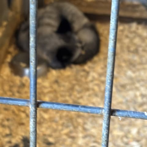 Chinchilla spotted by emoryrosiek