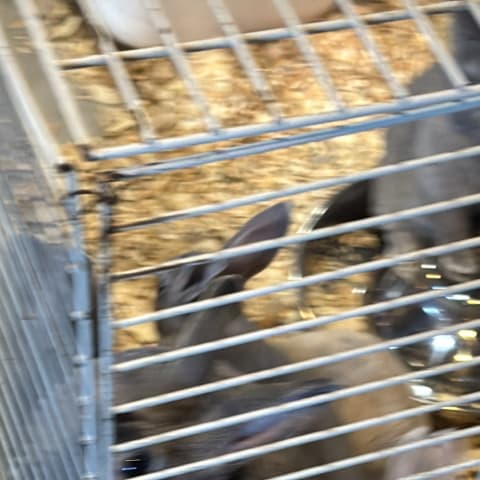 Kangaroo spotted by emoryrosiek