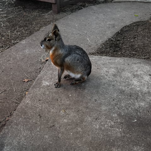 Patagonian Mara spotted by jess c.