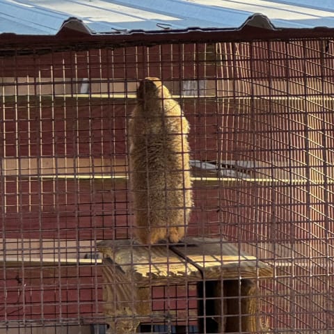 Prairie Dog spotted by jess c.