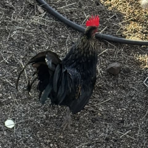 Chicken sighting