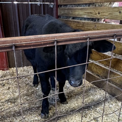 Cow sighting