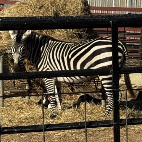 Zebra spotted by jess c.